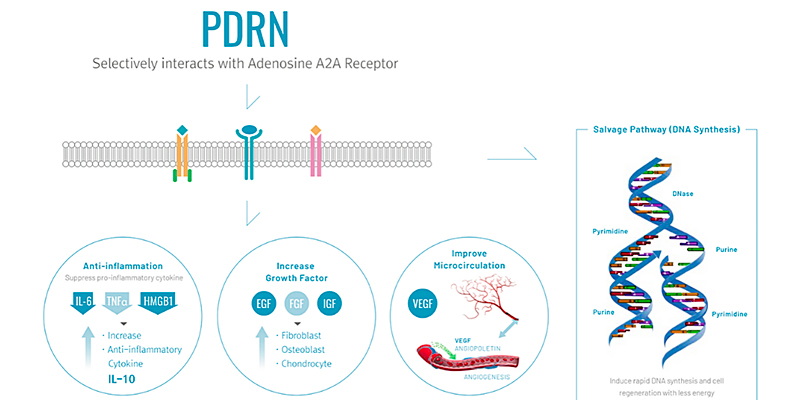 PDRN - Salmon DNA Injection in 2026: Benefits, Results, and Cost in Vietnam 2 pdrn Salmon DNA Injection