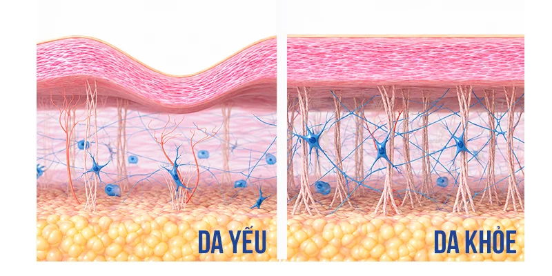 Vì sao nền da khỏe lại quan trọng? CẤU TRÚC MỘT LÀN DA KHỎE 